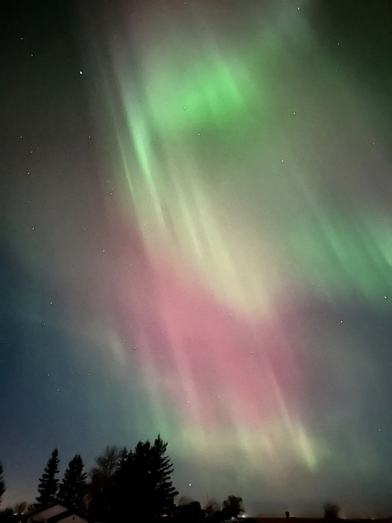 Aurora over the treetops, 2025